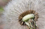 Common dandelion